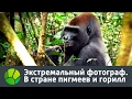 Экстремальный фотограф. В стране пигмеев и горилл | Живая Планета