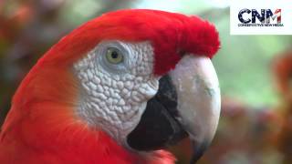 1080p birds colorful