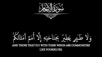 وما من دابة في الأرض ولا طائر يطير بجناحيه _ كروما قرآن كريم _ طارق محمد _ كرومات قرآن #كروما_قرآن