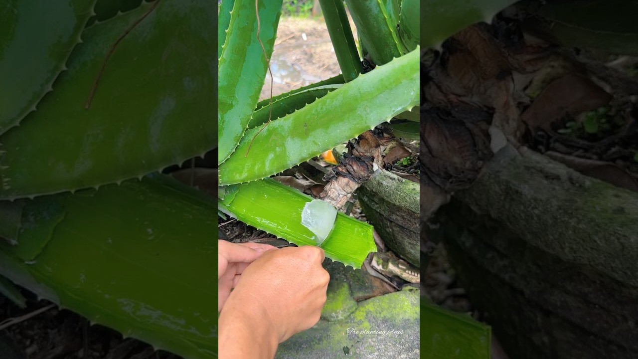 How to extract aloe vera gel from plants at home