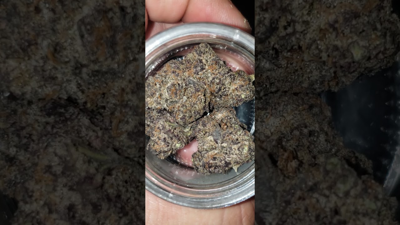 SHARKLOTTO STRAIN BY JOKES UP 