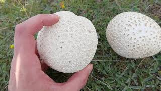 Características del gran pedo de lobo, Calvatia utriformis. Como prepáralo y cuando consumirlo.