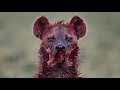 15 tragic moments the most cruel hyena ever shows no mercy