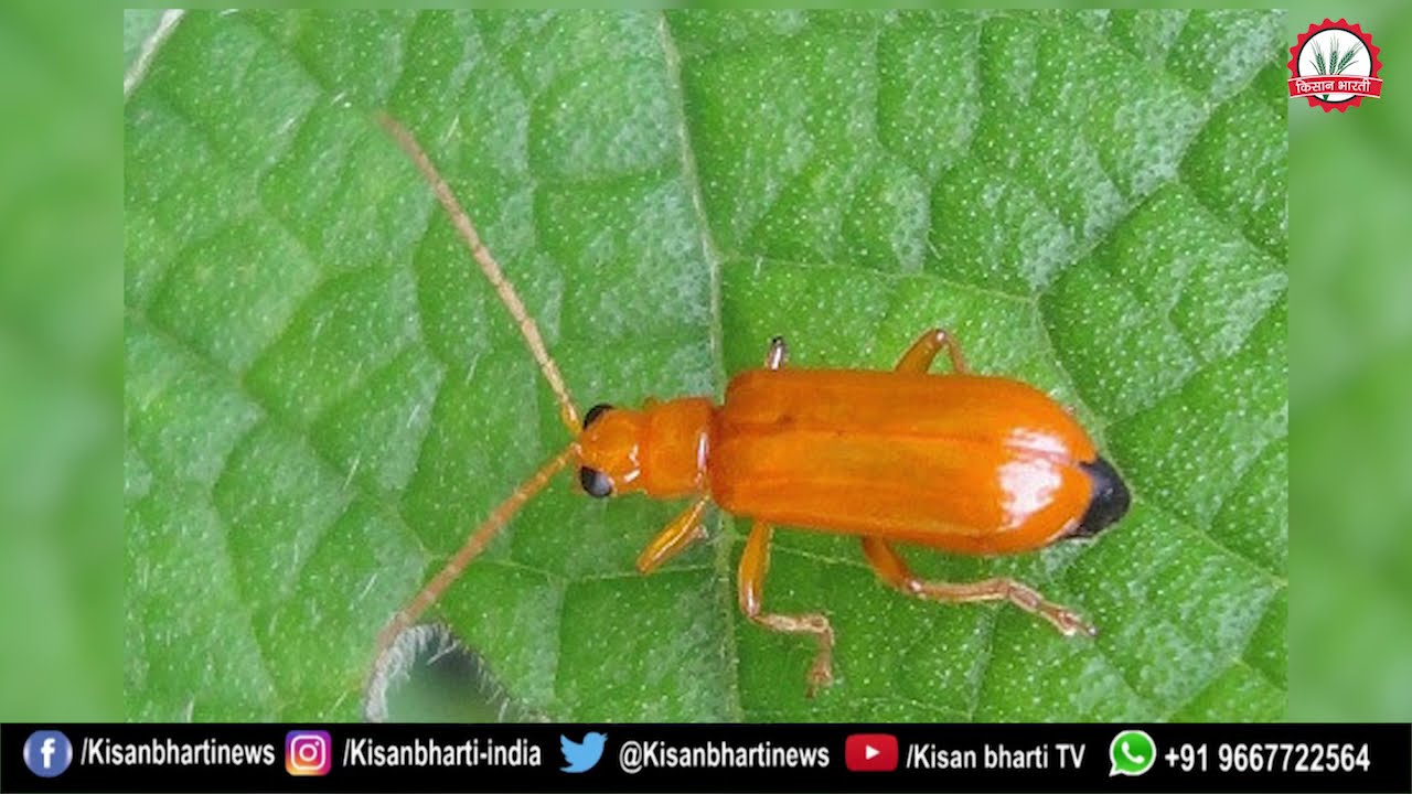 Red pumpkin beetle लाल कद्दू कीट क्या है और इससे बचने का उपाय YouTube