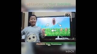 METAMORFOSIS TIDAK SEMPURNA KECOA | METAMORFOSIS SINGKAT KECOA