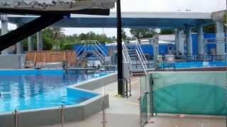Shamu Underwater viewing update 5.13.12 SeaWorld Orlando
