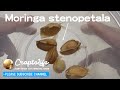 モリンガ ステノペタラ （Moringa Stenopetala）の種子を入手して発芽させます。