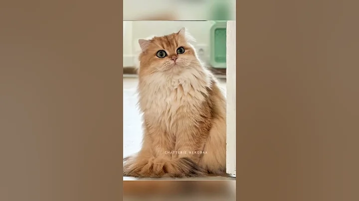 Watch the video about Cat singing ! Adorable cat British longhair. #cat #catsinging