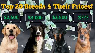 What s the REAL Cost of Owning a Popular Dog Breed in 2024
