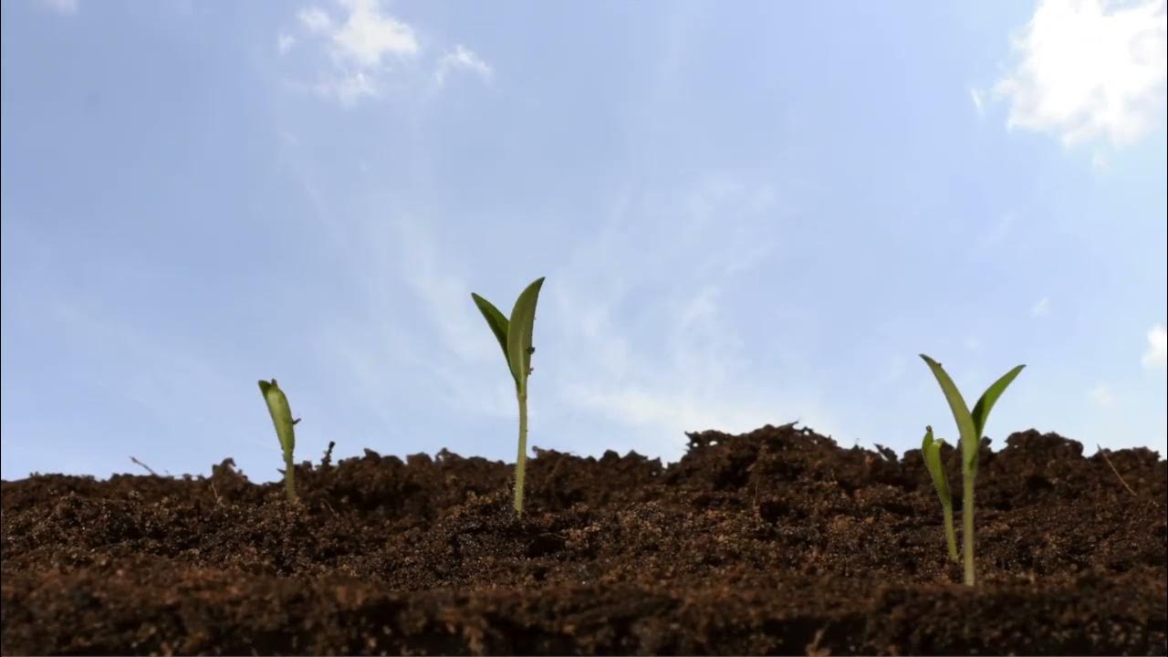 Tomato time lapse 3 weeks seeds epigeal germinating underground to