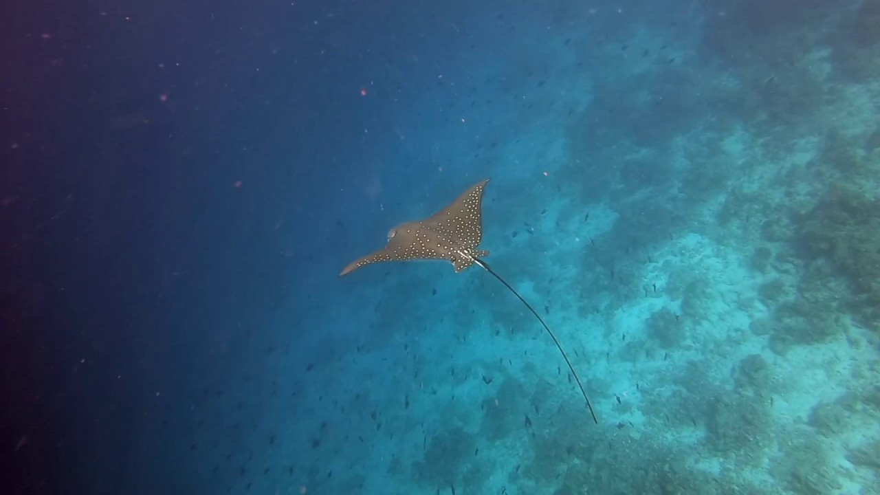 Spotted Eagle Ray (Aetobatus narinari) Maldives, Baa Atoll
