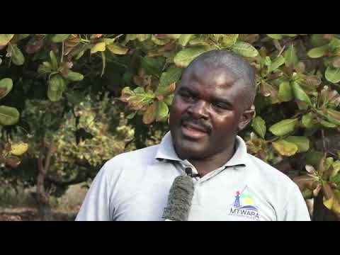 Video: Utunzaji wa Mimea ya Proboscidea - Jifunze Kuhusu Matumizi ya Ukucha wa Ibilisi na Maelezo Kukuza