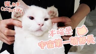 [貓の執事CatButler]貓執事的故事時間『部長篇』