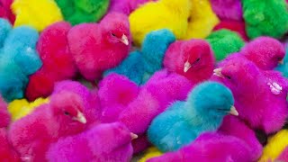 coloured chicks