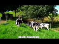 Vacas Holstein puras 🐮🧬🌱