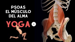 Yoga y Psoas, el músculo del alma.