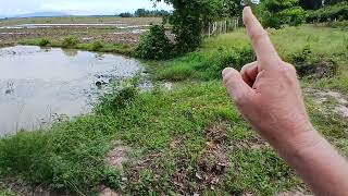 Kikiyaya Pond and Creek plans.