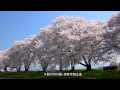 信州の春 花巡り・4K撮影
