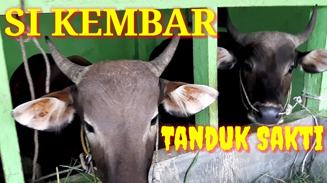 SAPI KURBAN IDUL ADHA TERBARU || REKOMENDASI PILIHAN SAPI BALI UNTUK