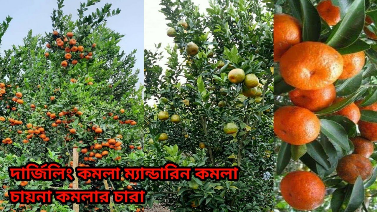 দার্জিলিং কমলা চাইনিজ কমলা ম্যান্ডারিন কমলা ও মাল্টা চারা সাইজ দেখে নিন
