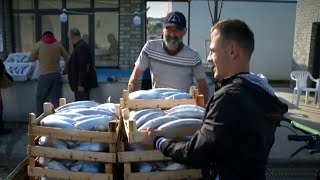 Ucuz Ve Taze Balik Nereden Alinir ?