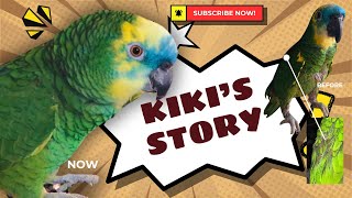 From Heartache To Happiness How An Orphaned Parrot Became A Youtube Star Kiki The Bfa