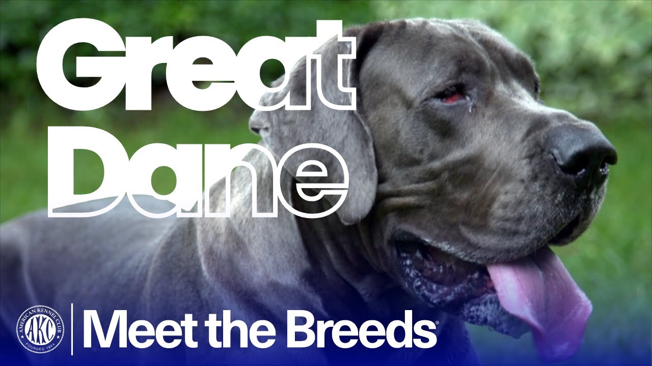 Почему немецкий дог известен как настоящий нежный гигант | Знакомство с породой по версии AKC
