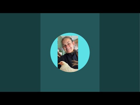 Putting the chickens to bed by The Goodmans chicken channel 