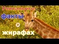 УНИКАЛЬНЫЕ ФАКТЫ О ЖИРАФАХ 🦒 UNIQUE FACTS ABOUT GIRAFFES @TOMY’s EYE