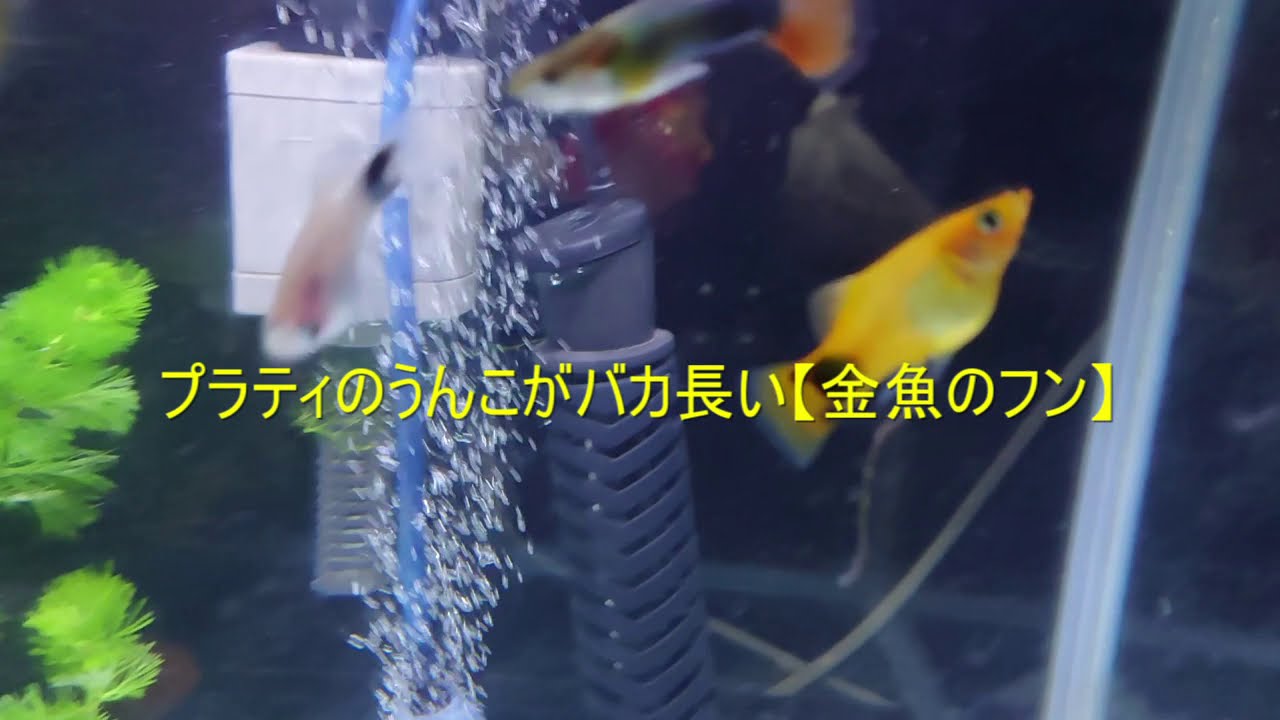 金魚のフン プラティのうんこがバカ長い アクアリウム小ネタ Youtube