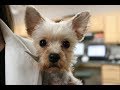 Truth About Working In Veterinary Medicine | Veterinary Vlog#7 Truth About Working In Veterinary Medicine | Veterinary Vlog#7