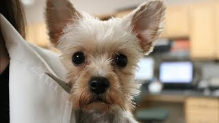 Truth About Working In Veterinary Medicine | Veterinary Vlog#7