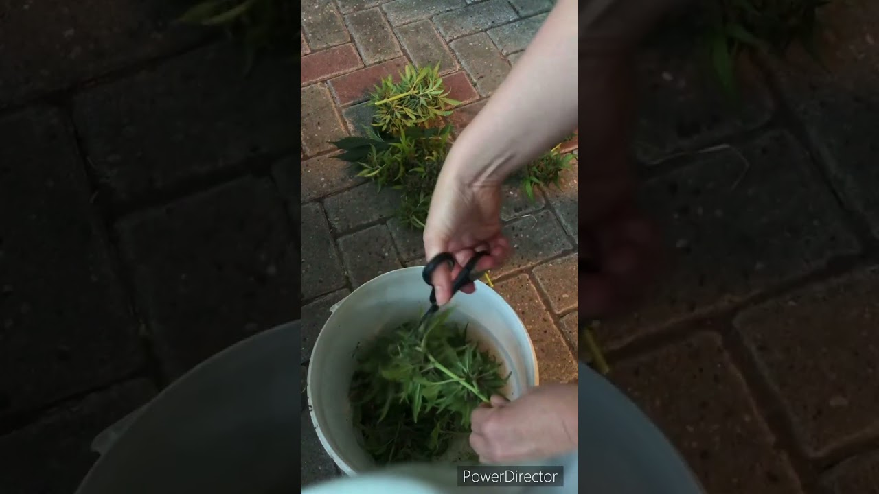 Ab in die Tonne 🗑️ 😢 RIP 🪦 Mimosa & Haze Berry auto 