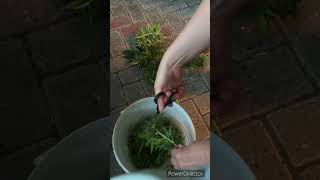 Ab in die Tonne 🗑️ 😢 RIP 🪦 Mimosa & Haze Berry auto #budrot #botrytis #grauschimmel #blütenfäule