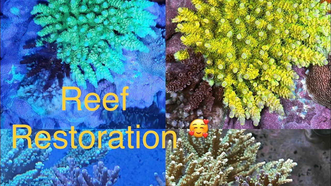 Reef Tank Restoration After CyanoBacteria and Hair Algae Problems