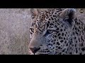 Safari Live : Tingana Male Leopard on drive this morning with Steve May 05, 2018