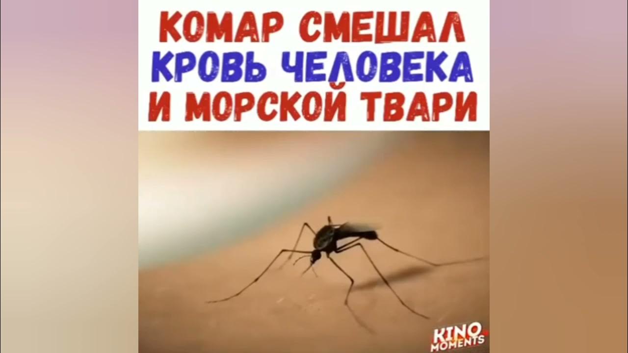Комары твари. Комар мем. Комар фото. Комары твари. Комар.