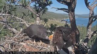 Spirit returns to the nest for dinner Big Bear Bald Eagle Live Nest Cam \/  Wide View Cam