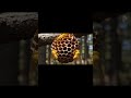 Duniya Ka Khatarnak Shikari: Peela Tataiya! 🐝 | Yellow Wasp Attack