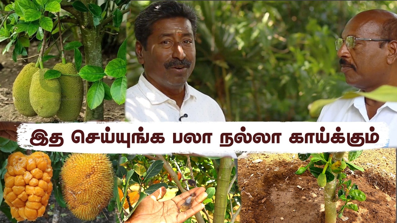 வியட்நாம் பலா 1.5 கிலோவா? 😱 Small Family-க்கு Perfect Jackfruit Variety!