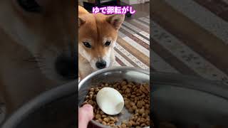 ゆで卵転がし #神戸 #柴犬 #shiba #shibainu #料理