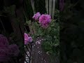 Pink Roses