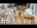 娘が入院から帰ってきた！ここ数日元気なかった柴犬さんが・・涙