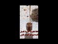 #فيديو #shorts #شراب مختلف ألوانه فيه شفاء للناس #