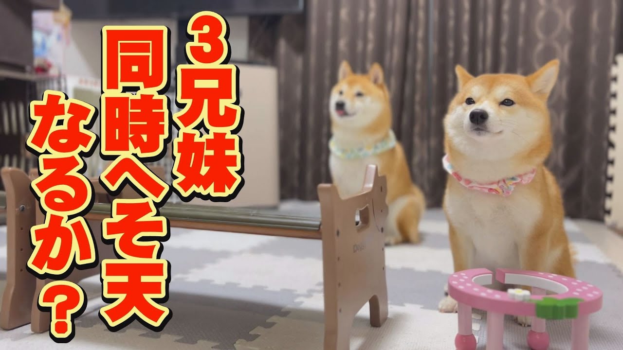 かなり良い感じ？奇跡の3兄妹同時へそ天が見られる予感♪ - YouTube