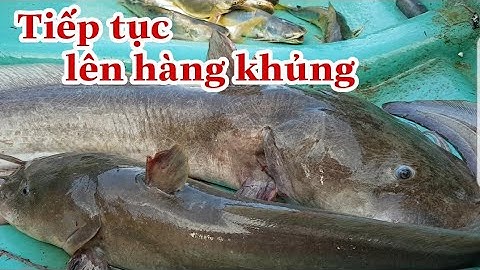 Giăng câu cá ngát_vớ được cặp cá ngát khủng_cá úc