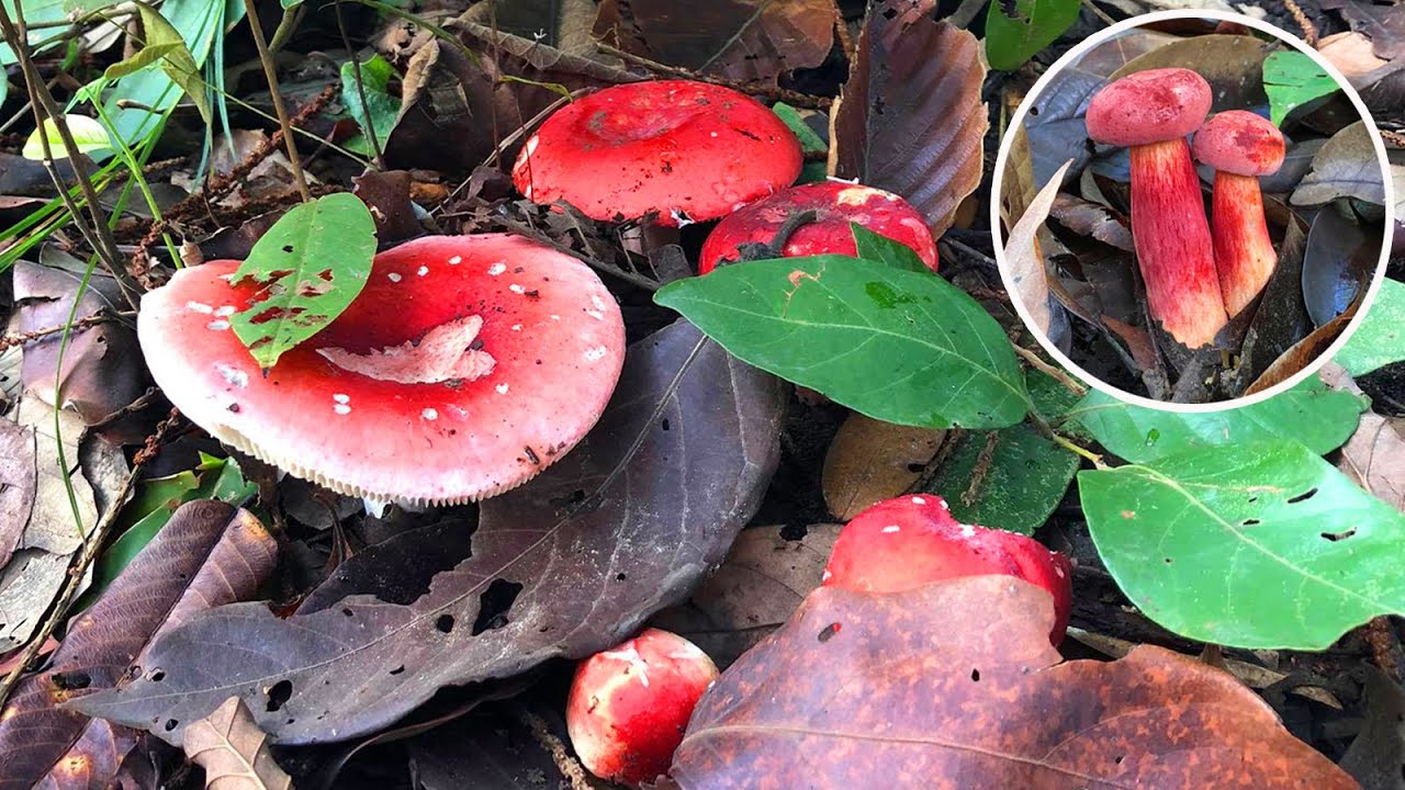 เก็บเห็ดก่อแดง,เห็ดผึ้ง, ออกห่างก็ยังหมานอยู่!!!