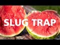 The Ultimate Slug Trap (Free and Organic!)