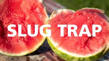 The Ultimate Slug Trap (Free and Organic!)