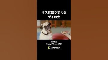 このワンちゃん、誰にも止められない。12分映画「ゲイのファーガス」 #samansa #shorts #犬